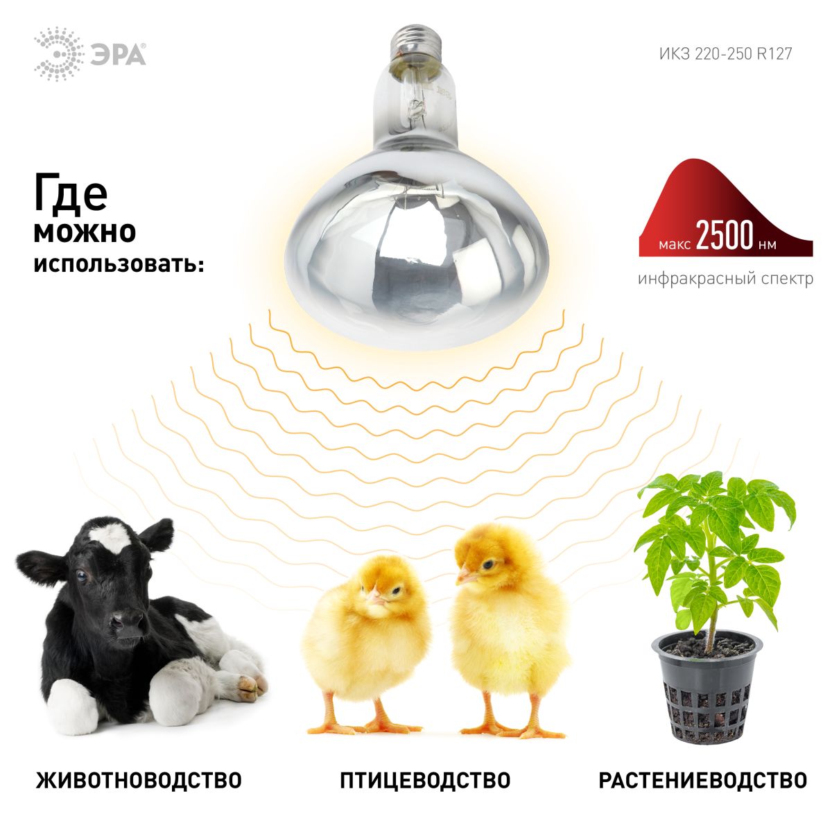 Инфракрасная лампа для обогрева животных Эра ИКЗ 220-250 R127 E27 Б0042991
