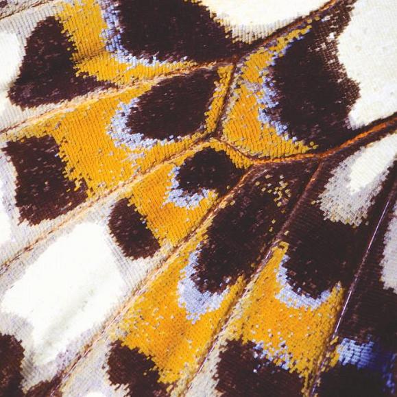 Панно Casadeco NICA87323418_m Mariposa m Orange
