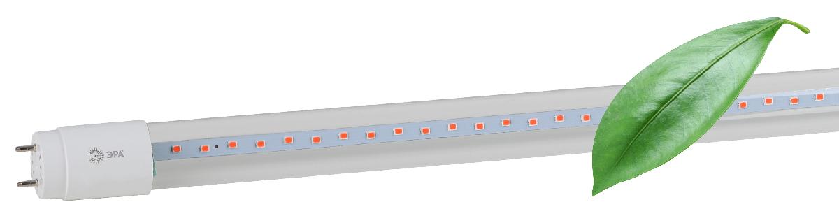 Фитолампа для растений Эра FITO-18W-RB-Т8-G13-NL Б0042990