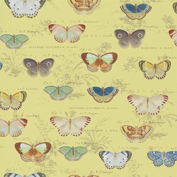 Обои John Derian PJD6017/04 Butterfly Studies Mimosa